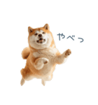 ちょっとかわいそうな柴犬【面白い】（個別スタンプ：30）