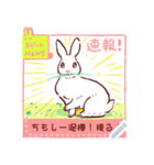 しゃべれる！うさぎ！（個別スタンプ：1）