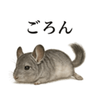 仕事終わりの一言〜リアルすぎるチンチラ（個別スタンプ：12）