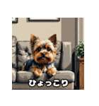 表情で遊ぶヨークシャーテリア40スタンプ（個別スタンプ：12）