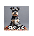 表情で遊ぶミニチュアシュナウザースタンプ（個別スタンプ：2）