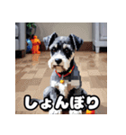 表情で遊ぶミニチュアシュナウザースタンプ（個別スタンプ：6）
