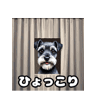 表情で遊ぶミニチュアシュナウザースタンプ（個別スタンプ：12）