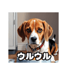 毎日使える表情豊かな犬のビーグルスタンプ（個別スタンプ：8）