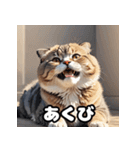 40表情スコティッシュフォールド猫スタンプ（個別スタンプ：3）