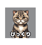 40表情スコティッシュフォールド猫スタンプ（個別スタンプ：4）
