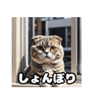 40表情スコティッシュフォールド猫スタンプ（個別スタンプ：5）