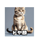 40表情スコティッシュフォールド猫スタンプ（個別スタンプ：10）