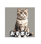 40表情スコティッシュフォールド猫スタンプ（個別スタンプ：16）