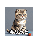 40表情スコティッシュフォールド猫スタンプ（個別スタンプ：17）