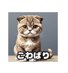 40表情スコティッシュフォールド猫スタンプ（個別スタンプ：19）