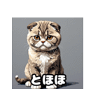 40表情スコティッシュフォールド猫スタンプ（個別スタンプ：20）