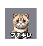 40表情スコティッシュフォールド猫スタンプ（個別スタンプ：24）