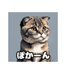 40表情スコティッシュフォールド猫スタンプ（個別スタンプ：25）