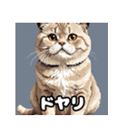40表情スコティッシュフォールド猫スタンプ（個別スタンプ：30）