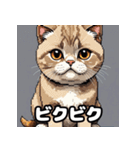 40表情スコティッシュフォールド猫スタンプ（個別スタンプ：33）