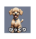 もふもふプードルのランダム表情スタンプ（個別スタンプ：2）