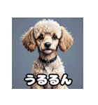 もふもふプードルのランダム表情スタンプ（個別スタンプ：11）