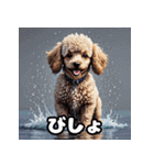 もふもふプードルのランダム表情スタンプ（個別スタンプ：26）