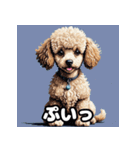 もふもふプードルのランダム表情スタンプ（個別スタンプ：30）