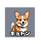 表情いっぱいコーギー（個別スタンプ：21）