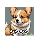 表情いっぱいコーギー（個別スタンプ：33）