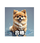 ポメラニアン百面相スタンプ（個別スタンプ：8）