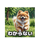 ポメラニアン百面相スタンプ（個別スタンプ：20）