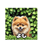 ポメラニアン百面相スタンプ（個別スタンプ：27）