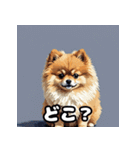 ポメラニアン百面相スタンプ（個別スタンプ：31）