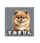 ポメラニアン百面相スタンプ（個別スタンプ：33）