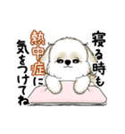 動くシーズー犬 2025 「暑い夏」15（個別スタンプ：21）