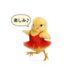 リアルなヒヨコの職業スタンプ（個別スタンプ：30）