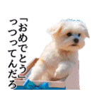 飛び出す★夏のお祝いメッセージ_おめでと（個別スタンプ：16）