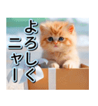 飛び出す★夏のお祝いメッセージ_おめでと（個別スタンプ：21）