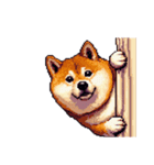 無言で伝える太っちょ柴犬2（個別スタンプ：1）