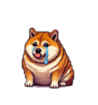 無言で伝える太っちょ柴犬2（個別スタンプ：8）