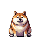無言で伝える太っちょ柴犬2（個別スタンプ：21）
