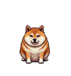 無言で伝える太っちょ柴犬2（個別スタンプ：26）