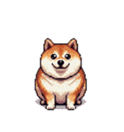無言で伝える太っちょ柴犬2（個別スタンプ：27）
