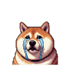 無言で伝える太っちょ柴犬2（個別スタンプ：33）