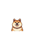 無言で伝える太っちょ柴犬2（個別スタンプ：40）