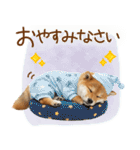 ゆるかわ！豆しばの日常スタンプ（個別スタンプ：1）