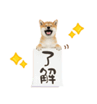 ゆるかわ！豆しばの日常スタンプ（個別スタンプ：6）