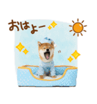 ゆるかわ！豆しばの日常スタンプ（個別スタンプ：9）