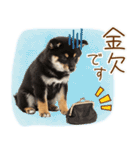 ゆるかわ！豆しばの日常スタンプ（個別スタンプ：11）