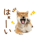ゆるかわ！豆しばの日常スタンプ（個別スタンプ：13）