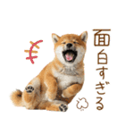 ゆるかわ！豆しばの日常スタンプ（個別スタンプ：14）