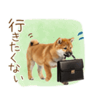 ゆるかわ！豆しばの日常スタンプ（個別スタンプ：17）