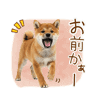 ゆるかわ！豆しばの日常スタンプ（個別スタンプ：18）